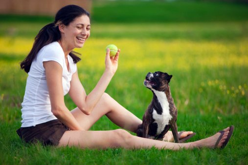 boston terrier razas de perros pequeños precios