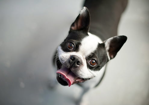 boston terrier razas de perros pequeños y tranquilos
