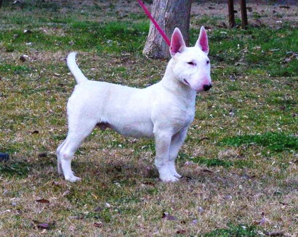 bull terrier miniatura razas de perros pequenos de pelo corto