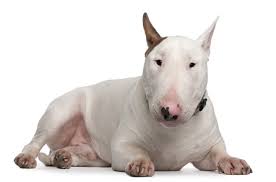 bull terrier razas de perros pitbull