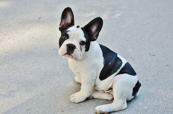 bulldog francés razas de perros pequeños para tener en casa