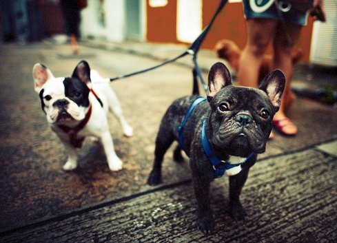 bulldog frances razas de perros pequenos precios