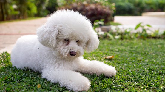 caniche o poodle razas de perros pequeños para niños