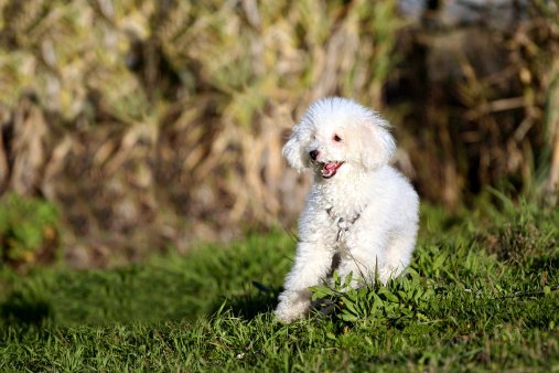 caniche razas de perros pequeños precios