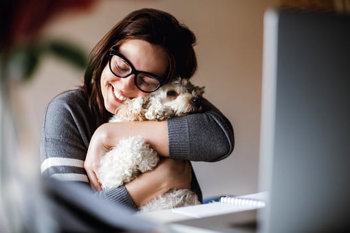 caniche razas de perros pequeños y cariñosos