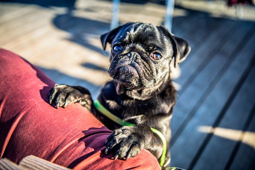 carlino pug razas de perros pequeños chinos