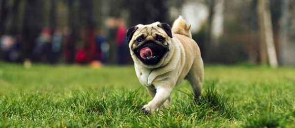 carlino razas de perros pequeños precios