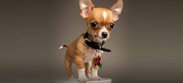 chihuahua razas de perros pequeños bonitos