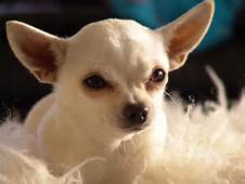 chihuahua razas de perros pequeños de pelo corto