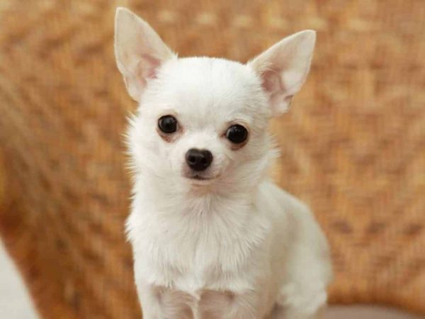 chihuahua razas de perros pequeños para tener en casa