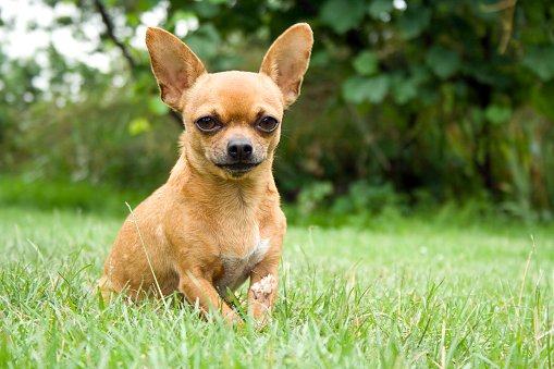 chihuahua razas de perros pequeños precios