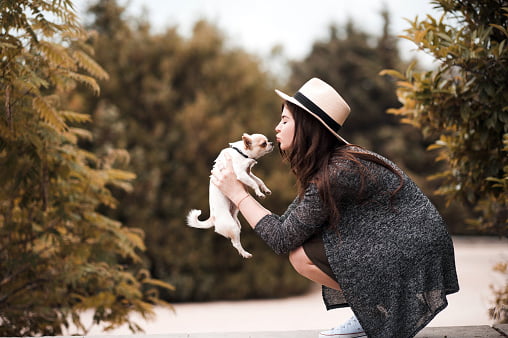 chihuahua razas de perros pequeños y cariñosos