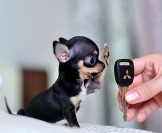 chihuahua un perro pequeño que no crece