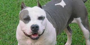 cobra razas de perros pitbull