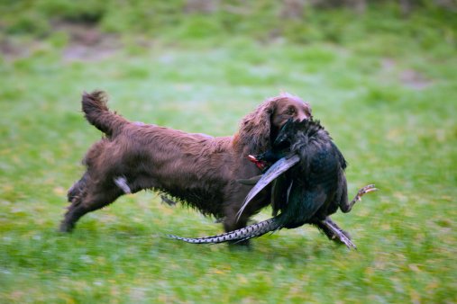 cocker spaniel razas de perros de caza