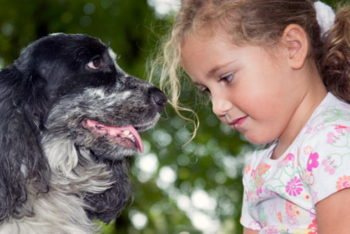 cocker spaniel razas de perros pequeños para niños