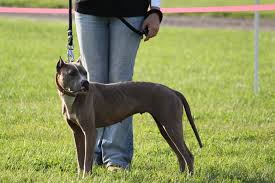 colby razas de perros pitbull