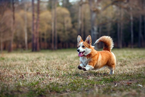corgi gales razas de perros pequeños bonitos