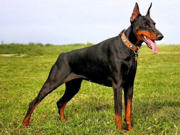 doberman razas de perros peligrosos