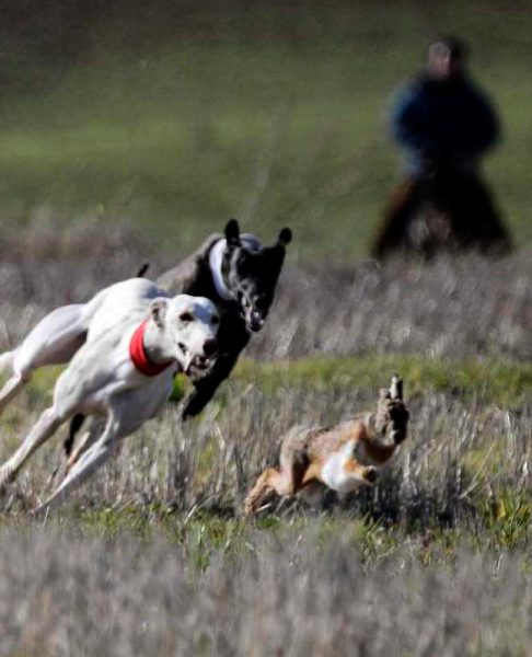galgo espanol razas de perros de caza