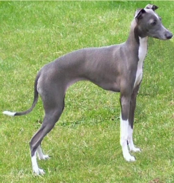 galgo italiano razas de perros pequeños de pelo corto