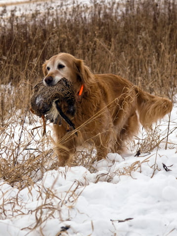 golden retriever razas de perros de caza