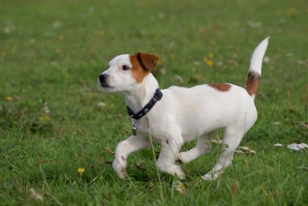 jack russell terrier razas de perros pequeños de pelo corto