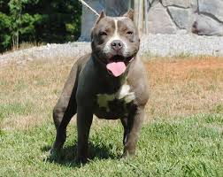 johnsons razas de perros pitbull