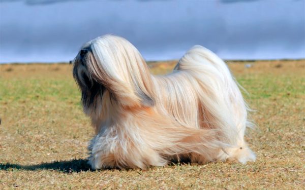 lhasa apso raza perro pequeño pelo largo
