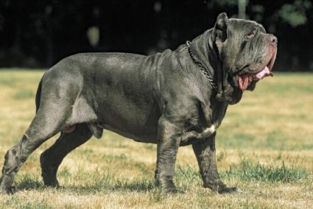 mastín napolitano razas de perros peligrosos
