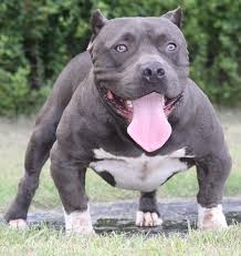 monster blue razas de perros pitbull