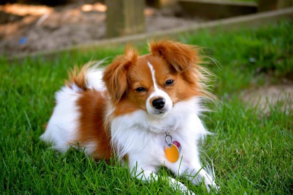 papillon razas de perros pequeños bonitos