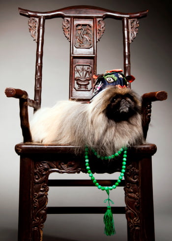 pekines razas de perros pequeños chinos