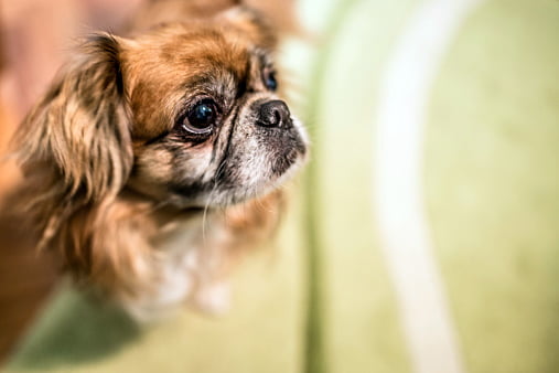 pequines razas de perros pequeños para tener en casa