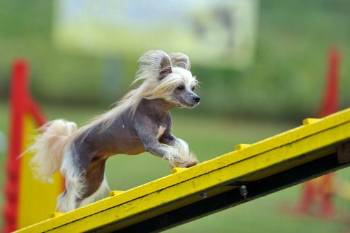 perro crestado chino razas de perros pequeños chinos