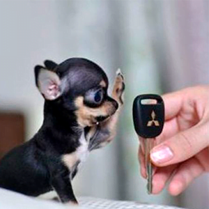 Chihuahua junto a una llave perro pequeño que no crece