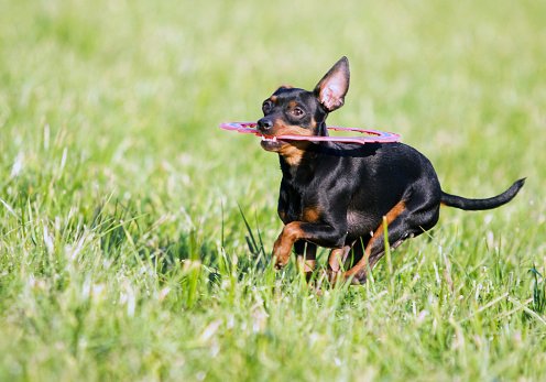 caniche toy razas de perros pequeños bonitos