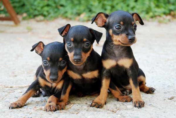 pinscher miniatura razas de perros pequeños de pelo corto