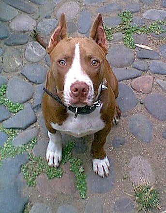 pitbull razas de perros peligrosos
