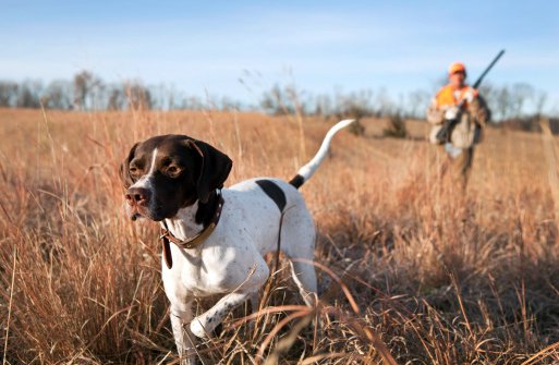pointer ingles razas de perros de caza
