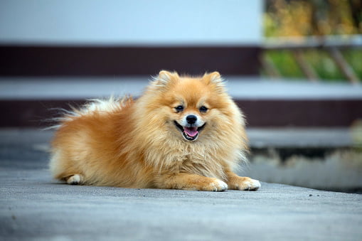 pomerania razas de perros pequeños bonitos