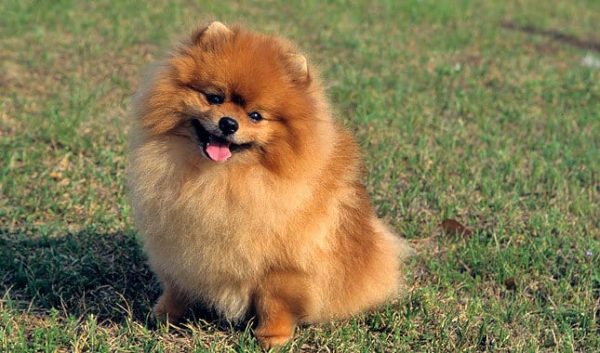 pomerania razas de perros pequeños para tener en casa