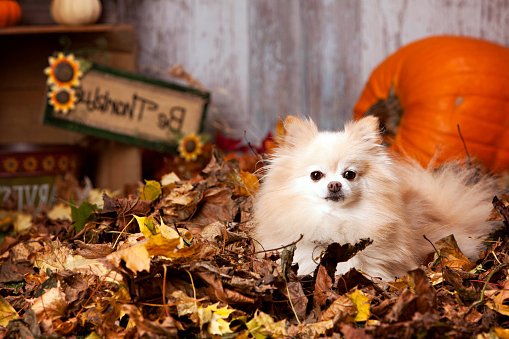 pomerania razas de perros pequeños precios