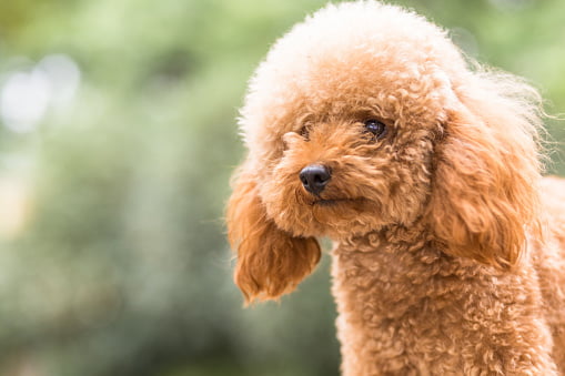 poodle razas de perros pequeños pelo largo