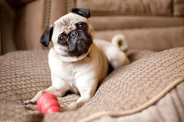 chihuahua razas de perros pequeños bonitos