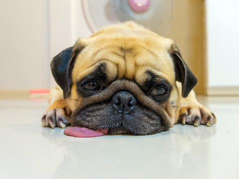 pug razas de perros pequeños y tranquilos