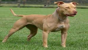 pynat razas de perros pitbull