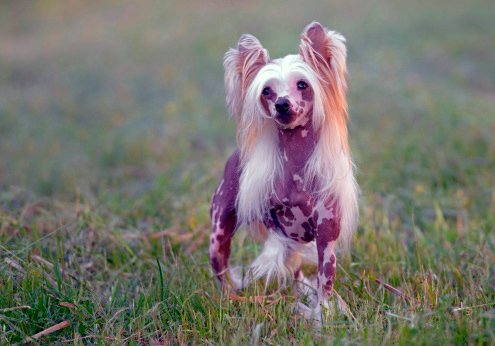 razas de perros pequeños sin pelo crestado chino