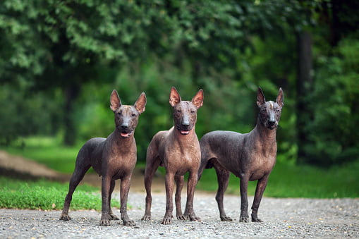 razas de perros pequeños sin pelo perro azteca mexicano