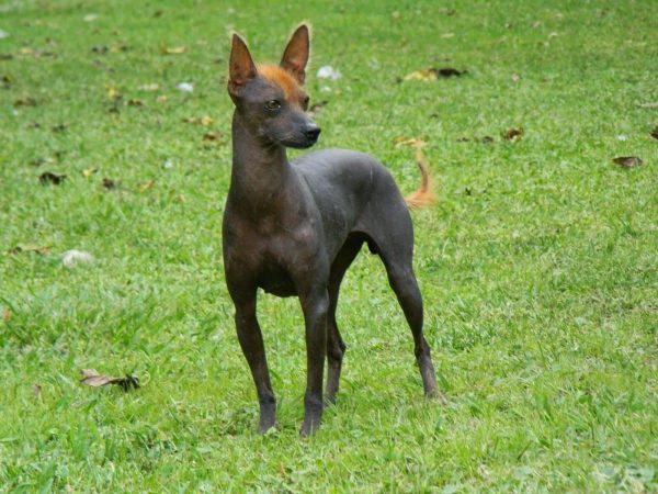 razas de perros pequenos sin pelo perro sin pelo del peru
